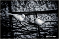 /album/fotogaleria-girona/a19-copia-640x480-jpg/